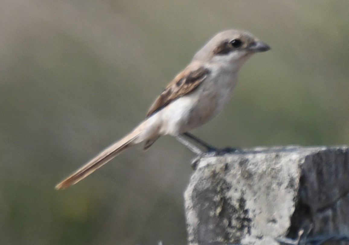 Bay-backed Shrike - ML644851742