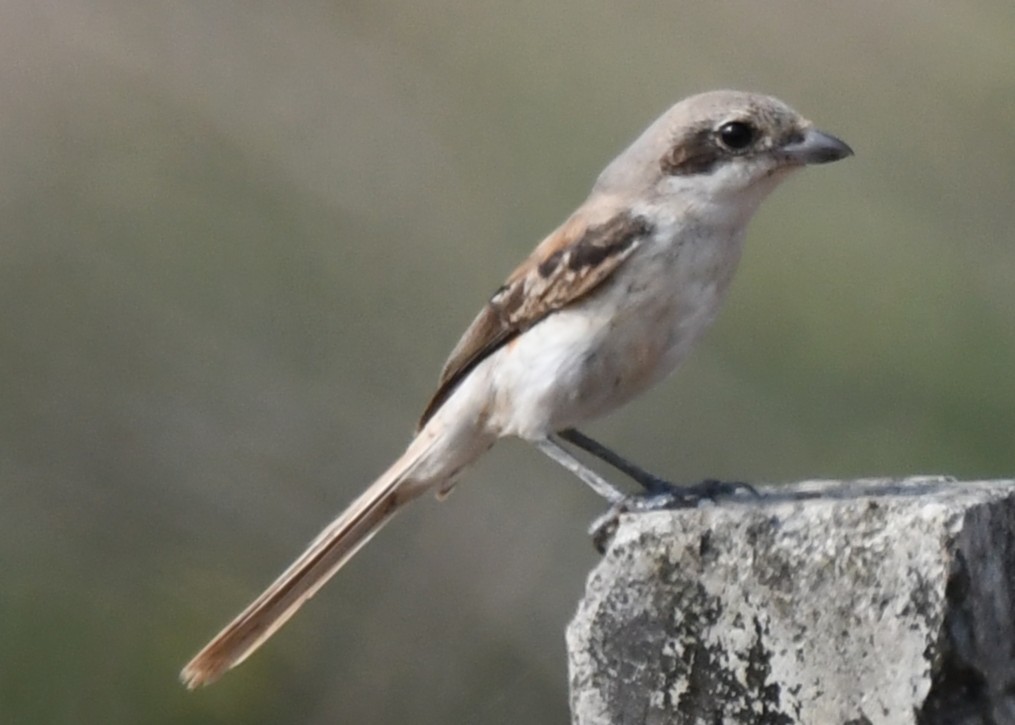 Bay-backed Shrike - ML644851746