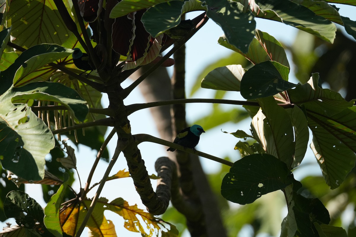 Танагра блакитношия - ML644851749