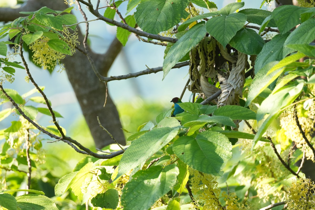 Tangara Cabecibaya - ML644851767