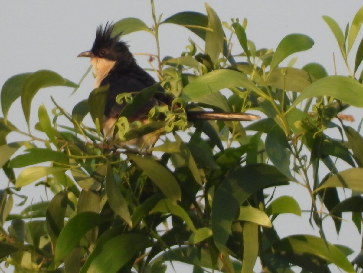 kukačka černobílá - ML644851768