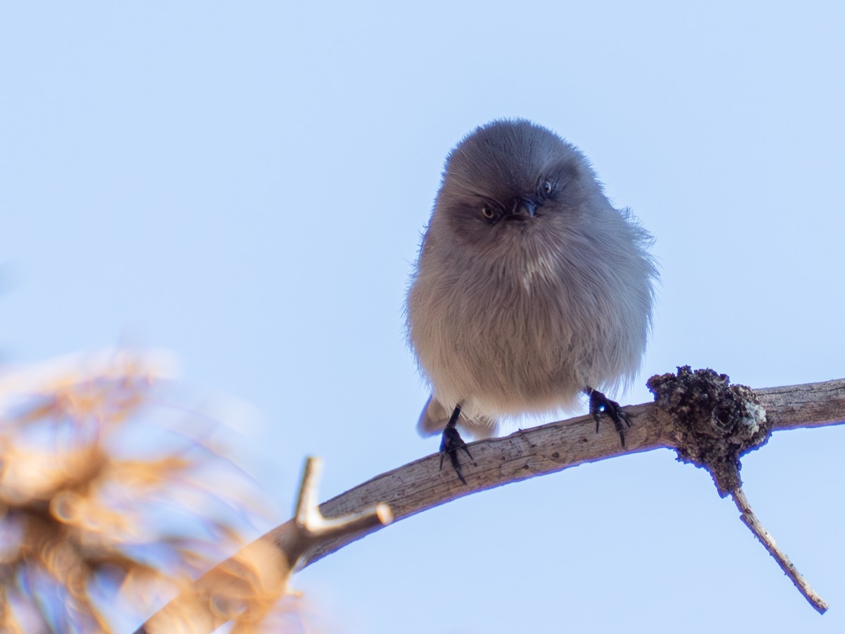 Bushtit - ML644851786