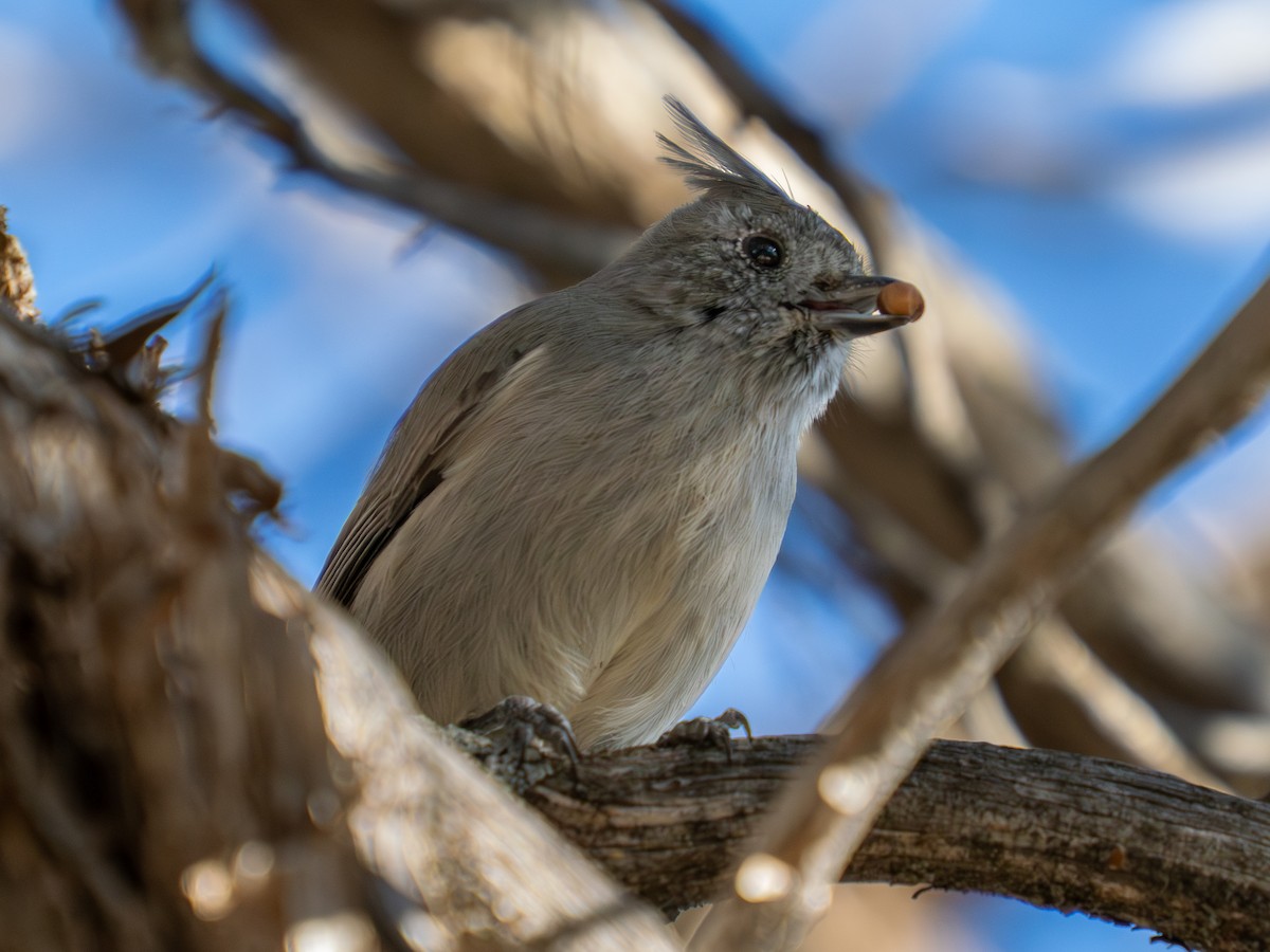 Juniper Titmouse - ML644851788