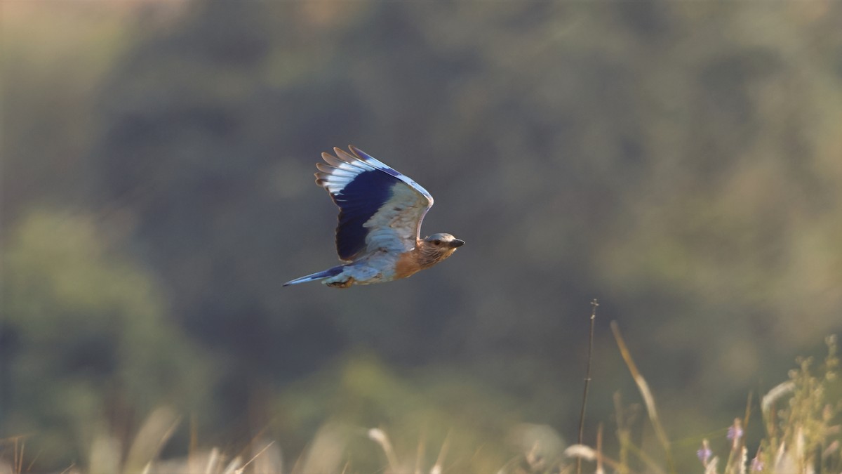 Indian Roller - ML644851822