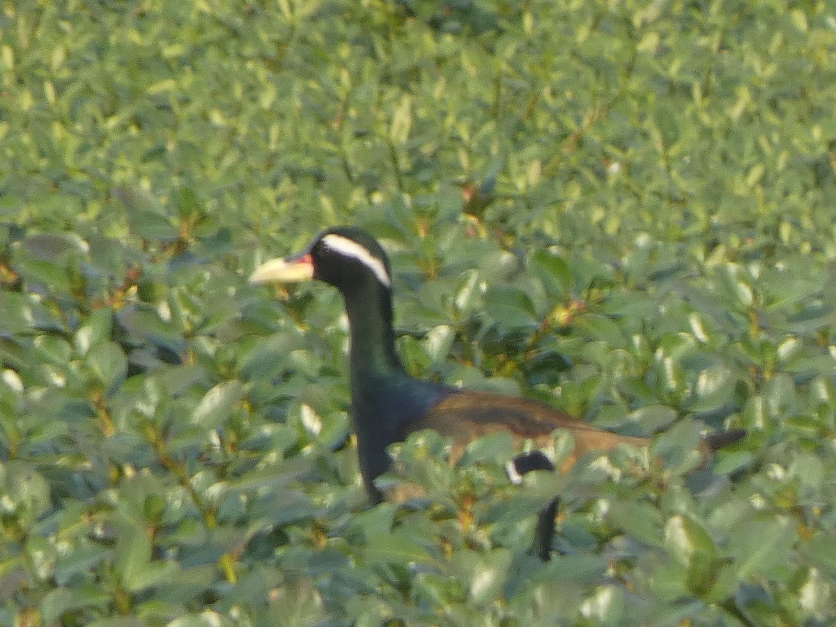 Bronze-winged Jacana - ML644851859