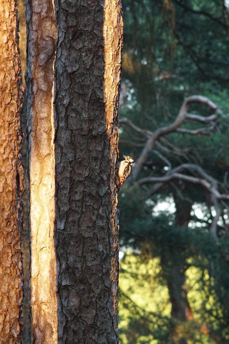 Great Spotted Woodpecker - ML644851864