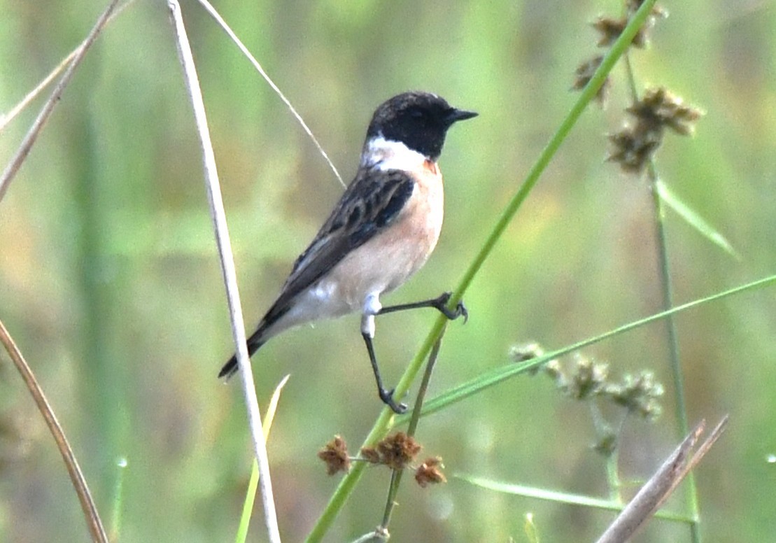 Siberian Stonechat - ML644851865