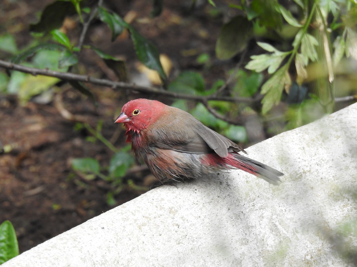 פרושית אדומת-מקור - ML644851866