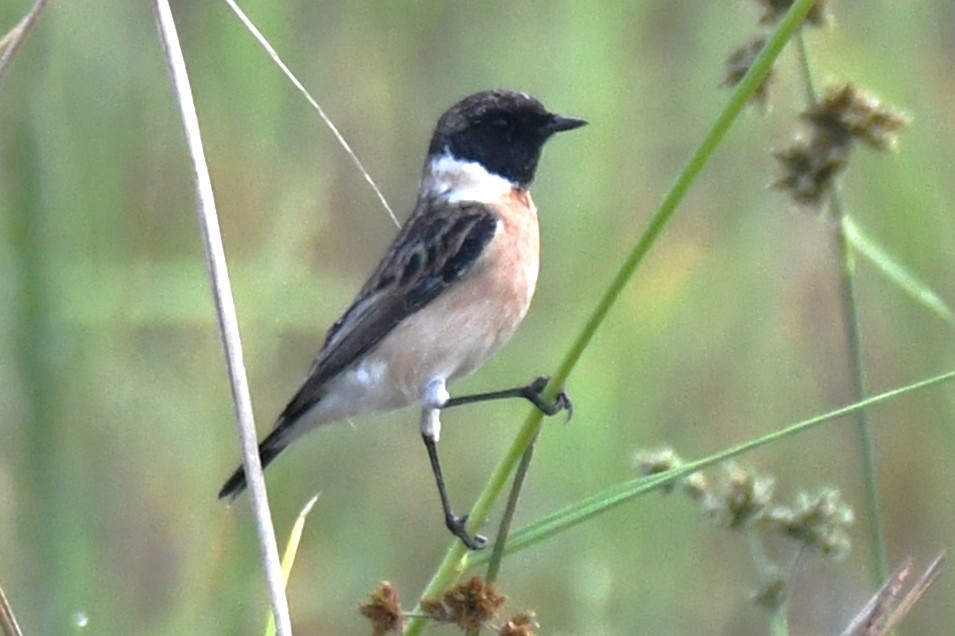 Siberian Stonechat - ML644851867