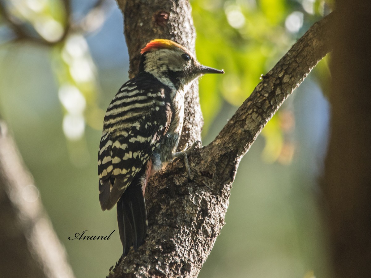 Brown-fronted Woodpecker - ML644851881