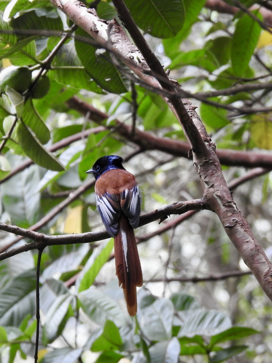 חטפית גן-עדן אפריקנית - ML644851883