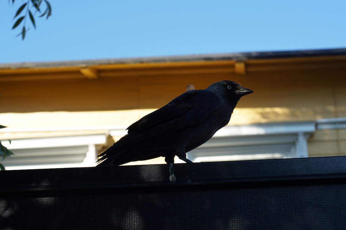Eurasian Jackdaw - ML644851884