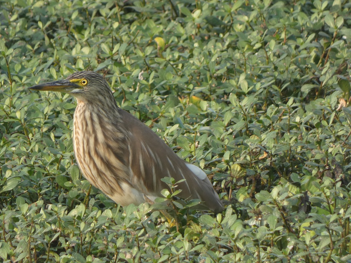 Paddyreiher - ML644851885