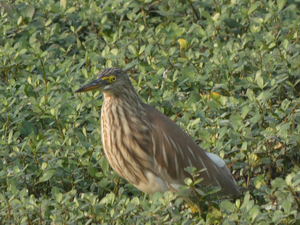 Paddyreiher - ML644851887