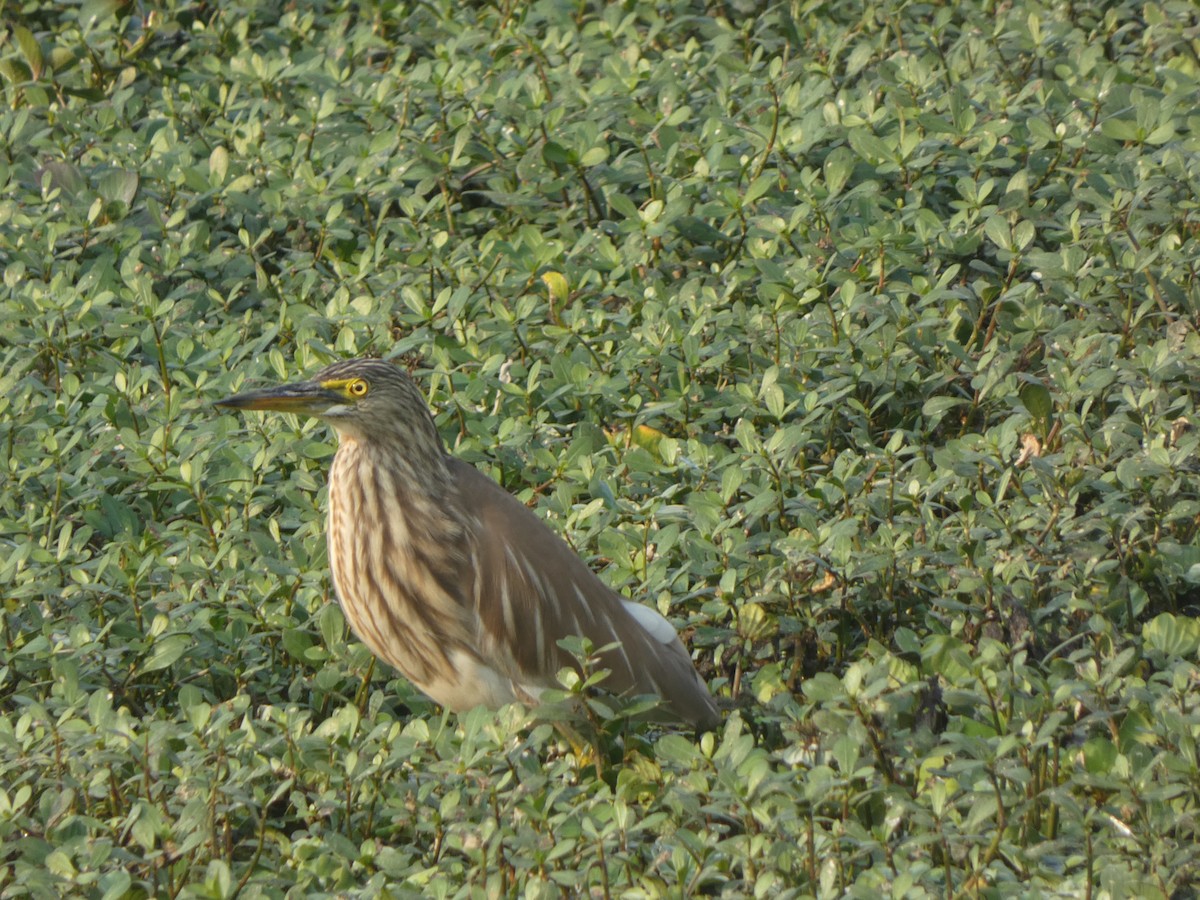 Paddyreiher - ML644851888