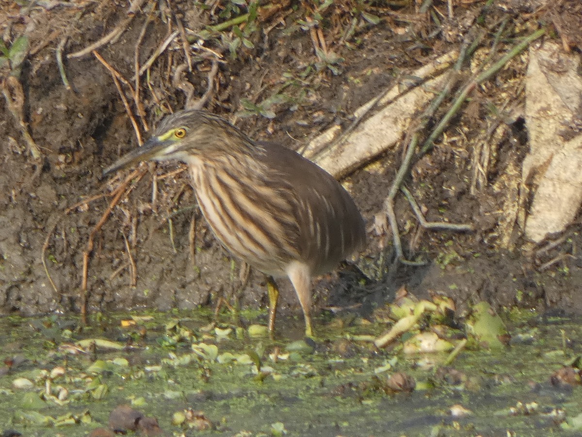 Paddyreiher - ML644851890