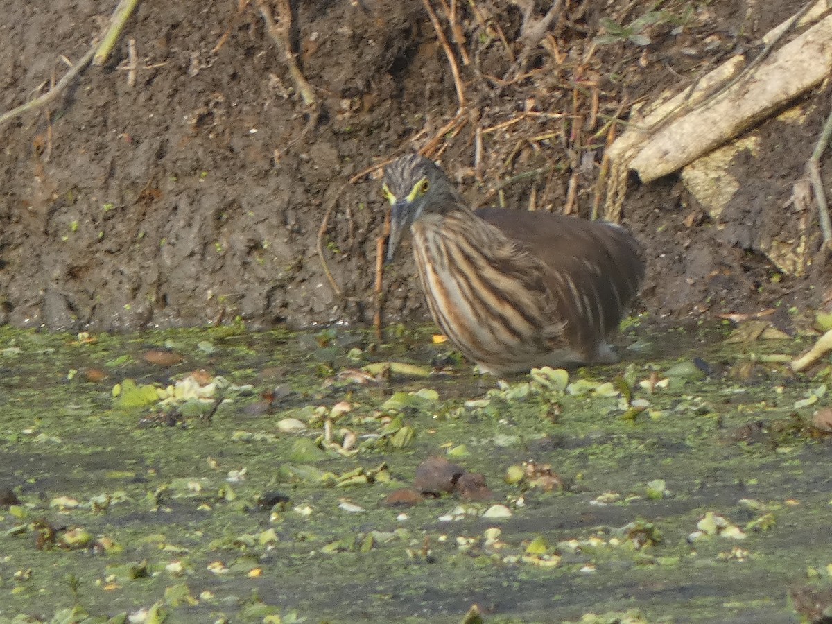 Paddyreiher - ML644851891