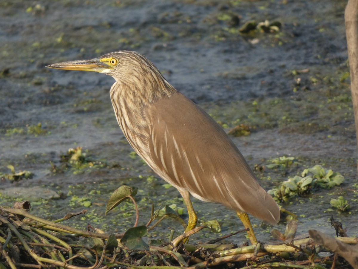 Paddyreiher - ML644851893