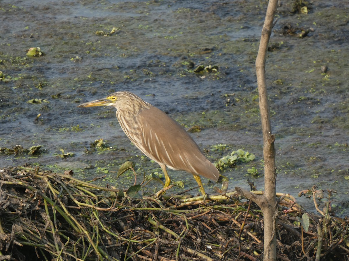 Paddyreiher - ML644851895