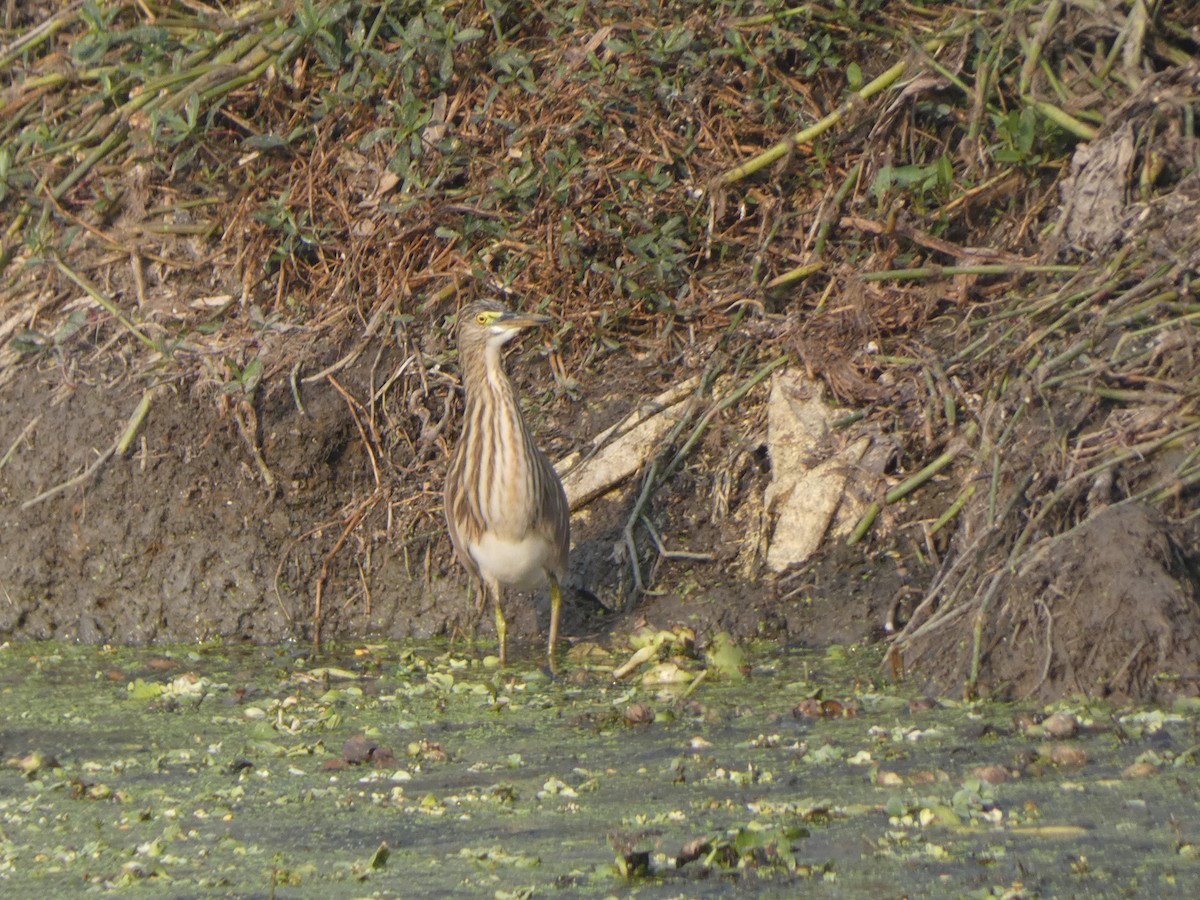 Paddyreiher - ML644851896