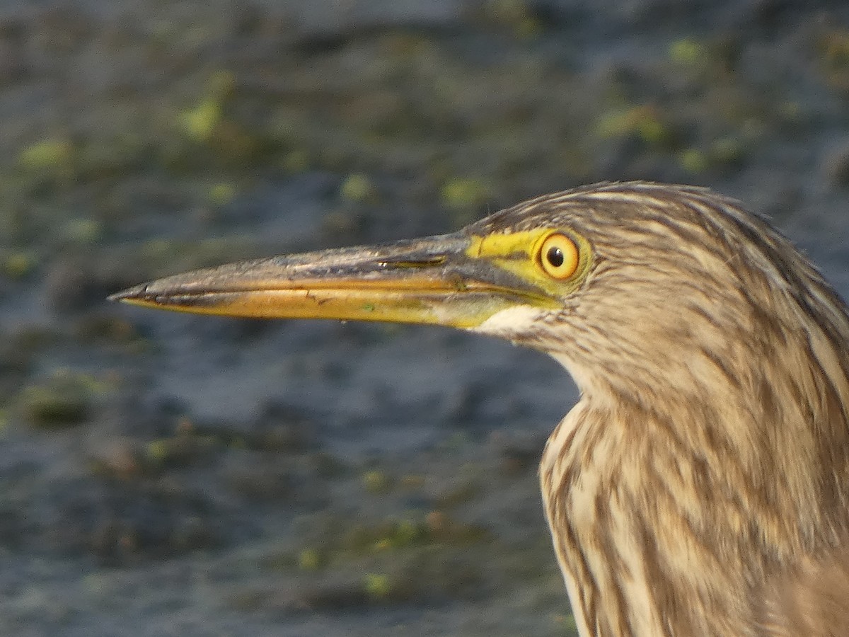 Paddyreiher - ML644851897