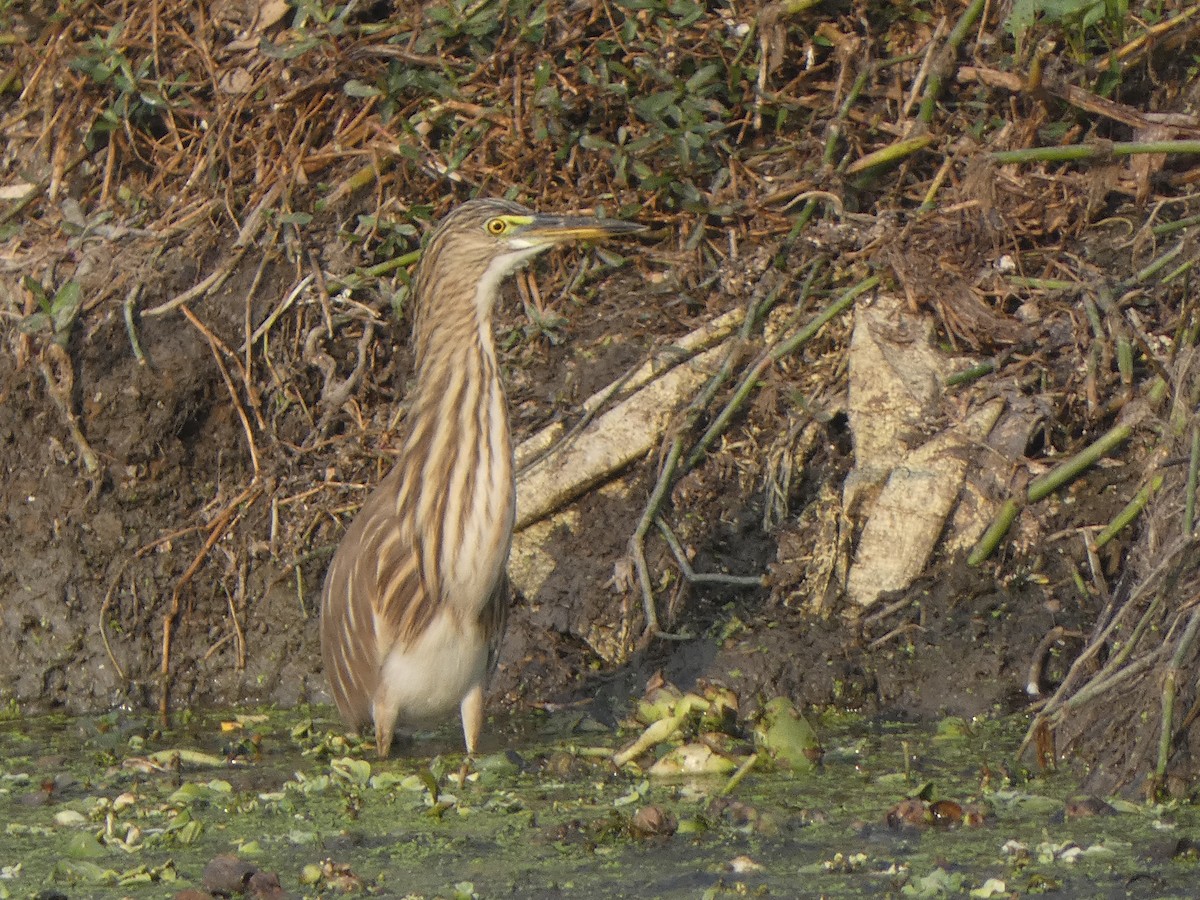 Paddyreiher - ML644851898