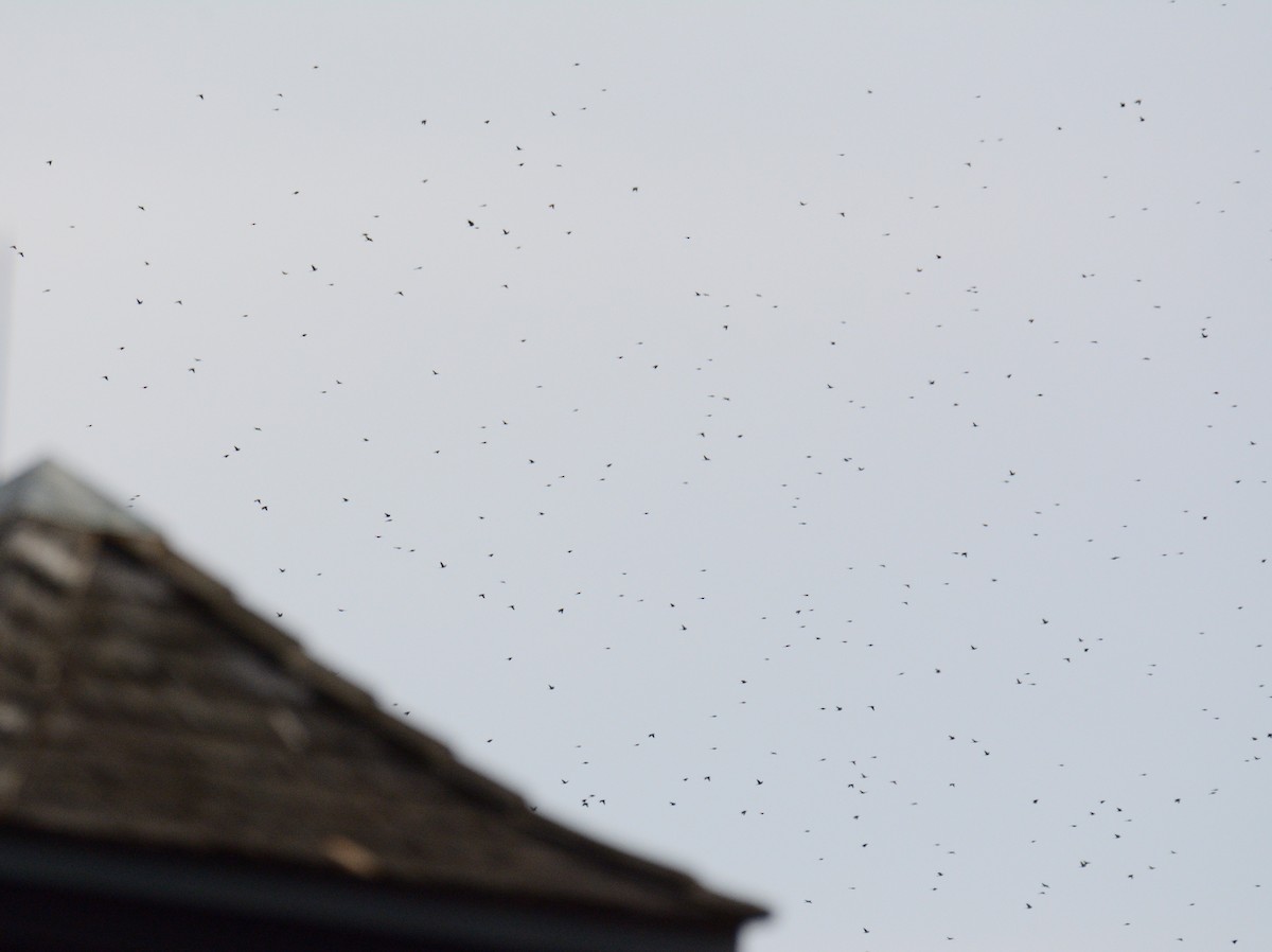 Purpurgrackel (versicolor) - ML644851900