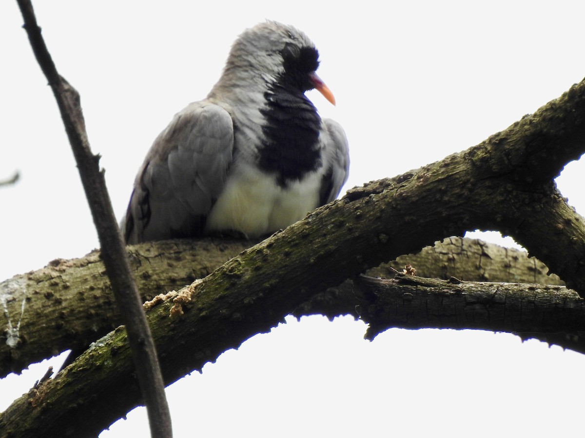 תורית זנבנית - ML644851905