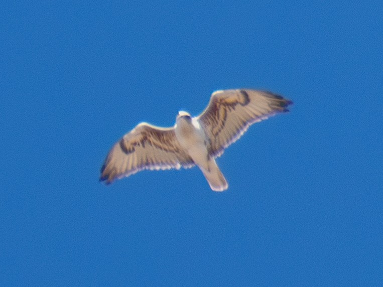 Ferruginous Hawk - ML644851906