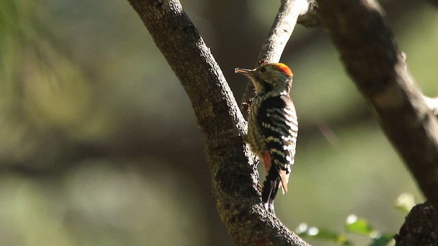 Brown-fronted Woodpecker - ML644851907