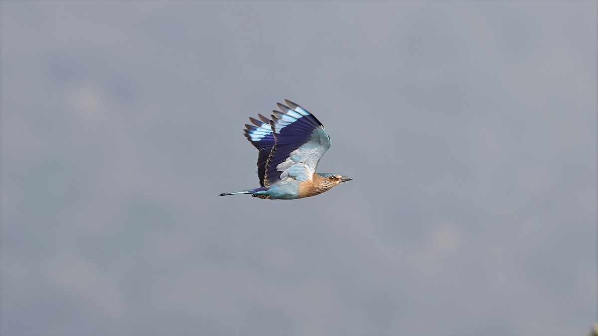 Indian Roller - ML644851911