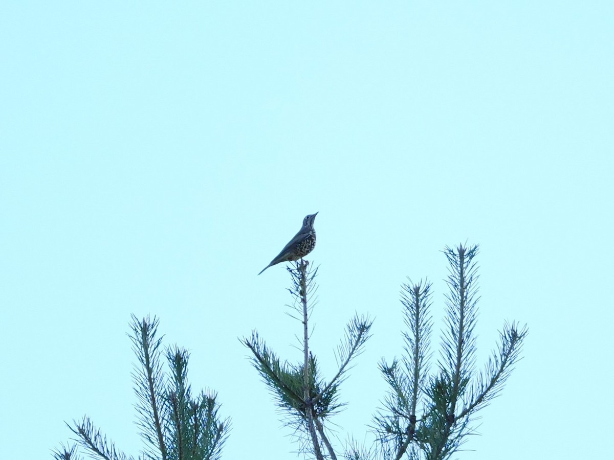 drozd brávník - ML644851913