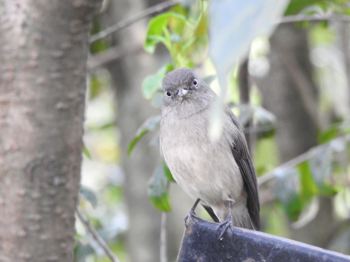 Abyssinian Slaty-Flycatcher - ML644851915
