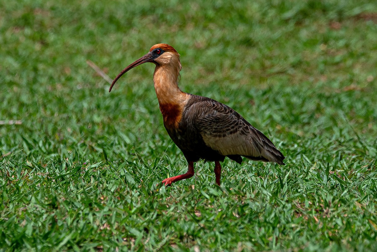 Buff-necked Ibis - ML644851916