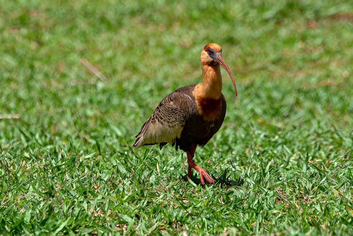Buff-necked Ibis - ML644851917