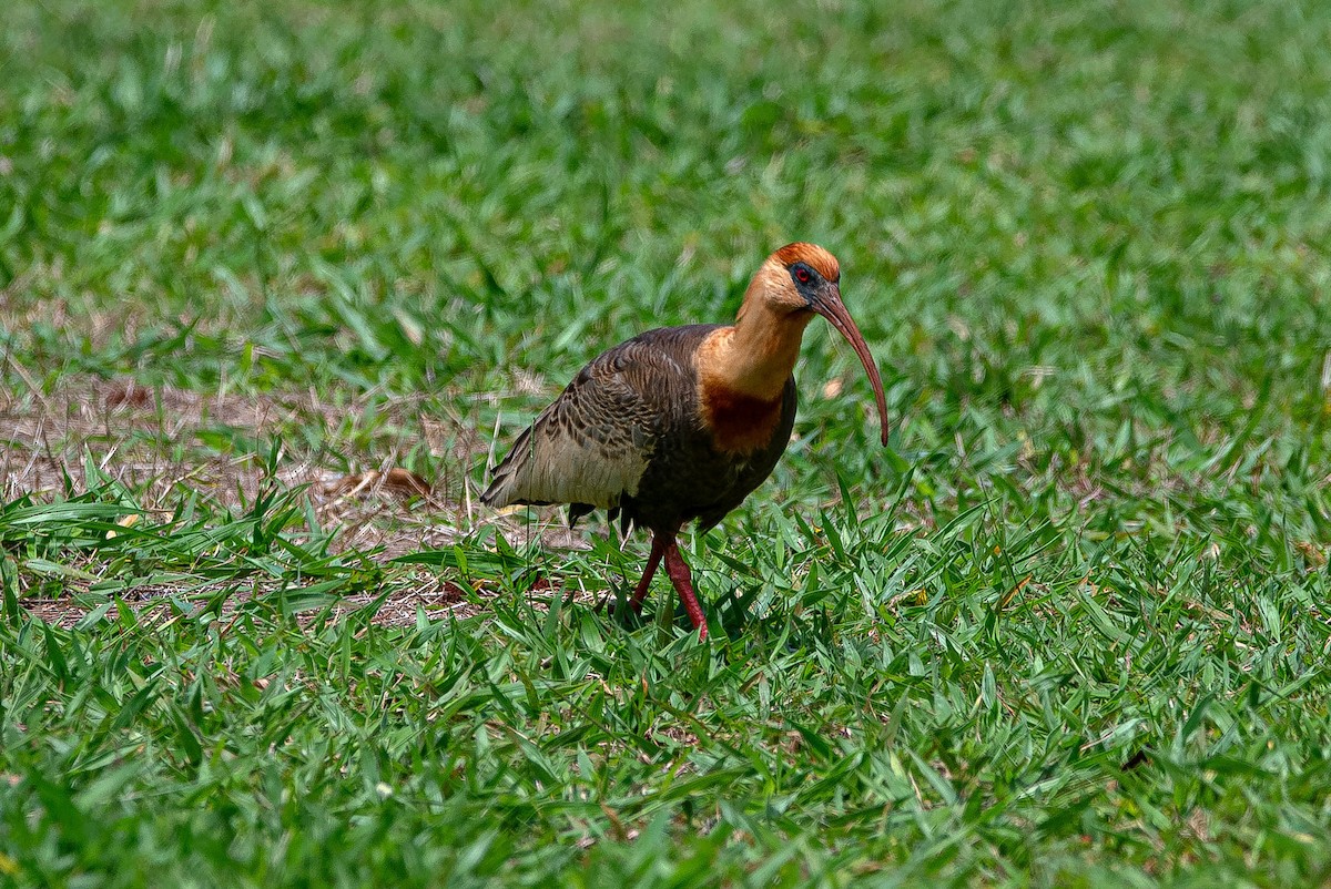 Buff-necked Ibis - ML644851918