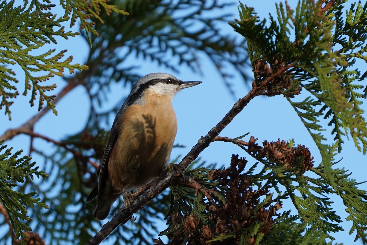 Garrapo eurasiarra - ML644851928