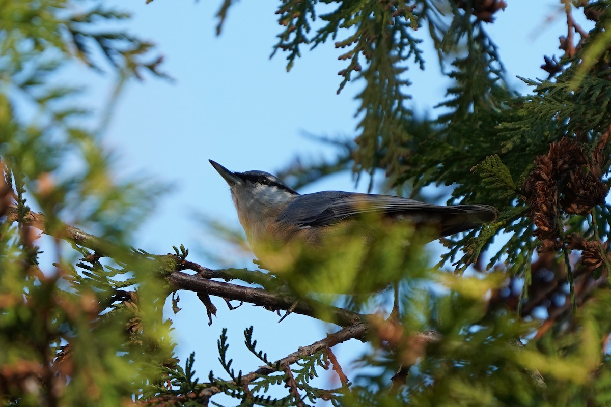 Garrapo eurasiarra - ML644851937