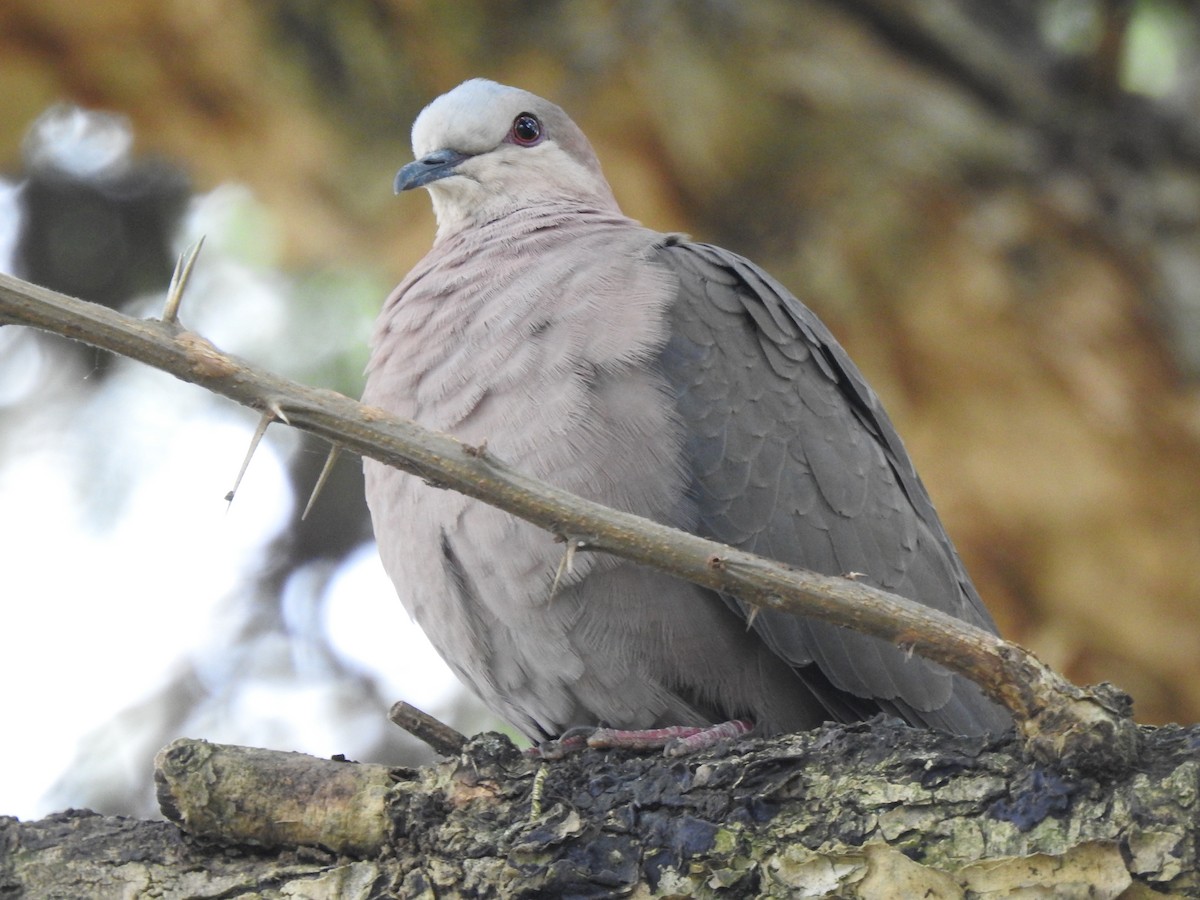 Red-eyed Dove - ML644851945