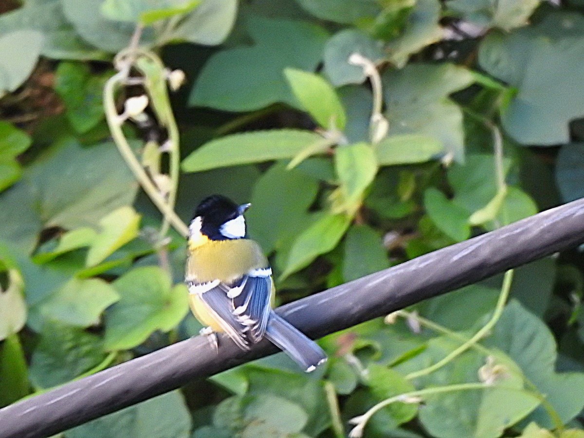 Bergkohlmeise - ML644851947