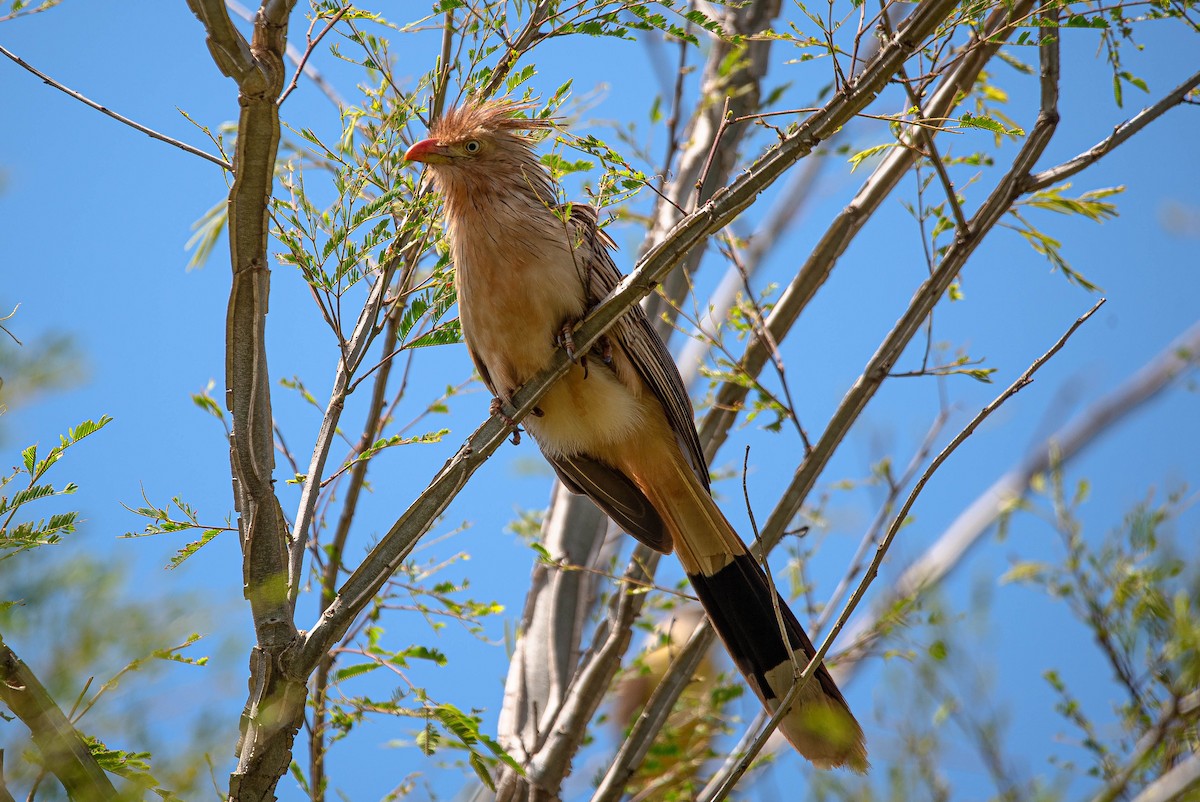 Guira Cuckoo - ML644851953
