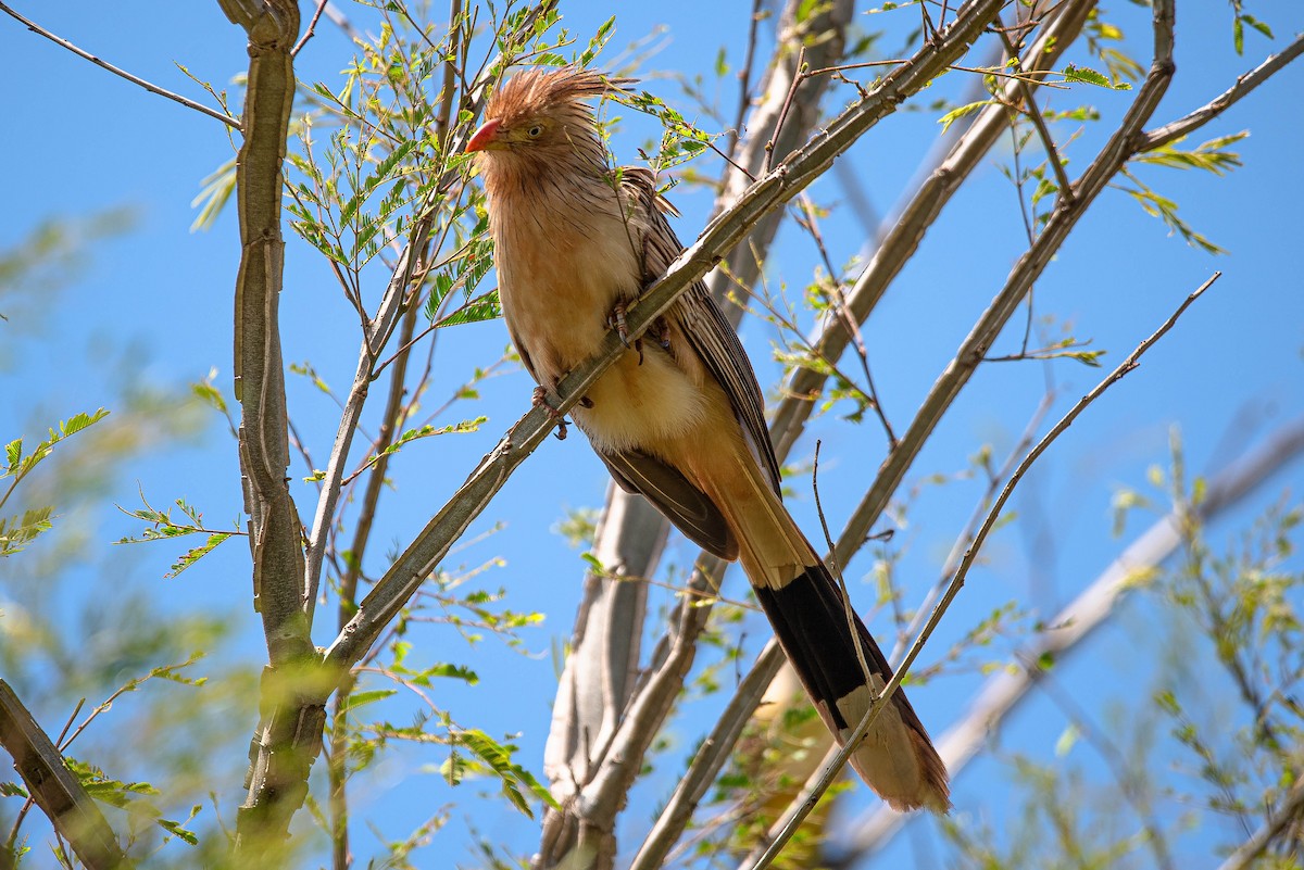Guira Cuckoo - ML644851954