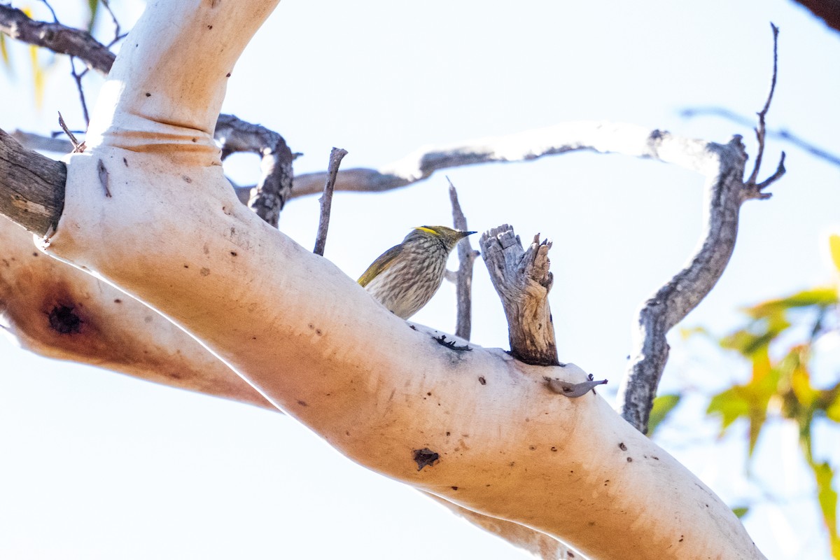 Gelbscheitel-Honigfresser - ML644851965