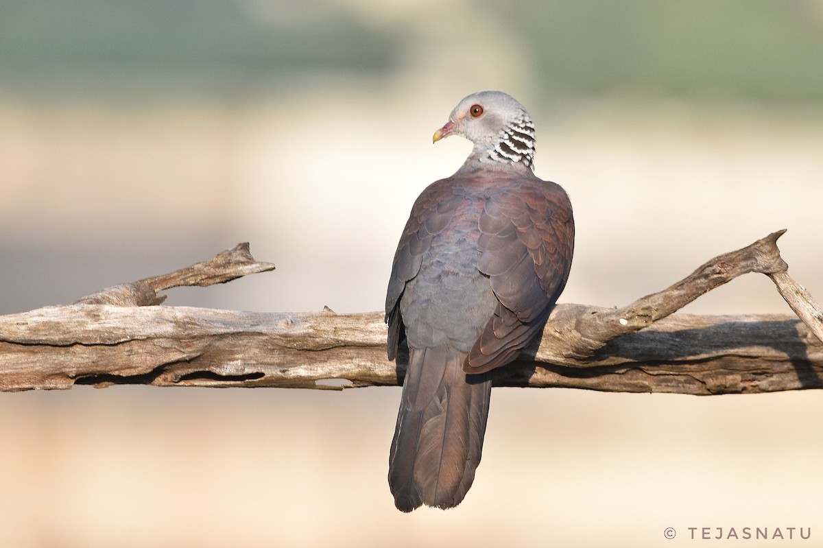 Nilgiri Wood-Pigeon - ML644851977