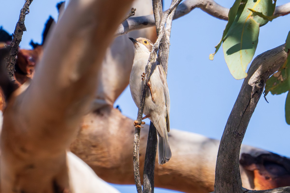 Brown-headed Honeyeater - ML644851978