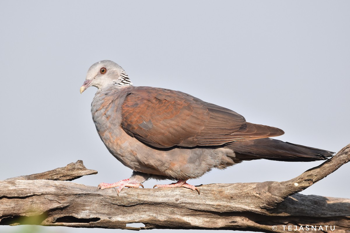 Nilgiri Wood-Pigeon - ML644851979