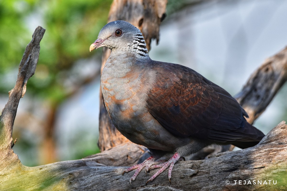 Nilgiri Wood-Pigeon - ML644851981