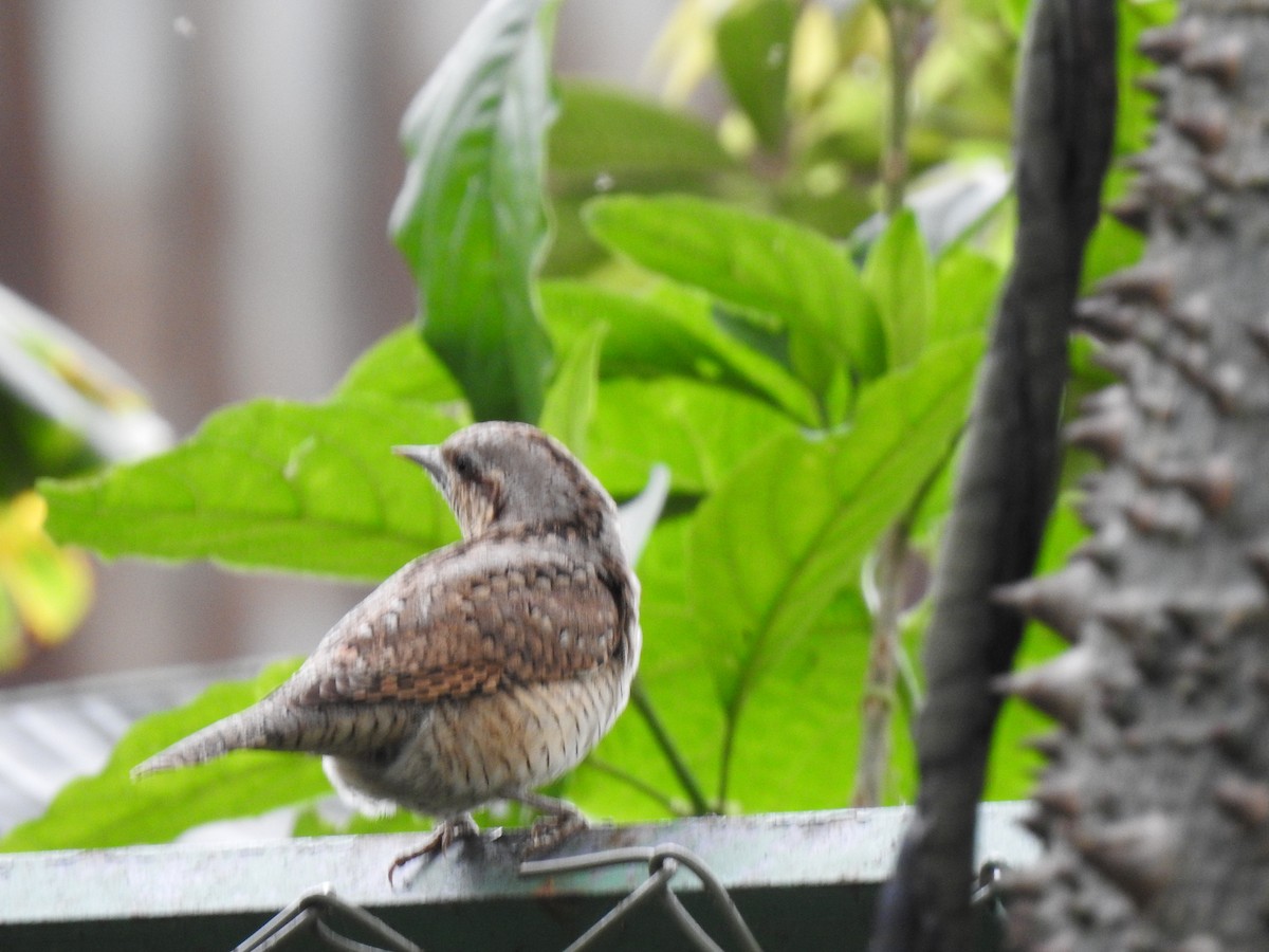 Lepitzulia - ML644851983