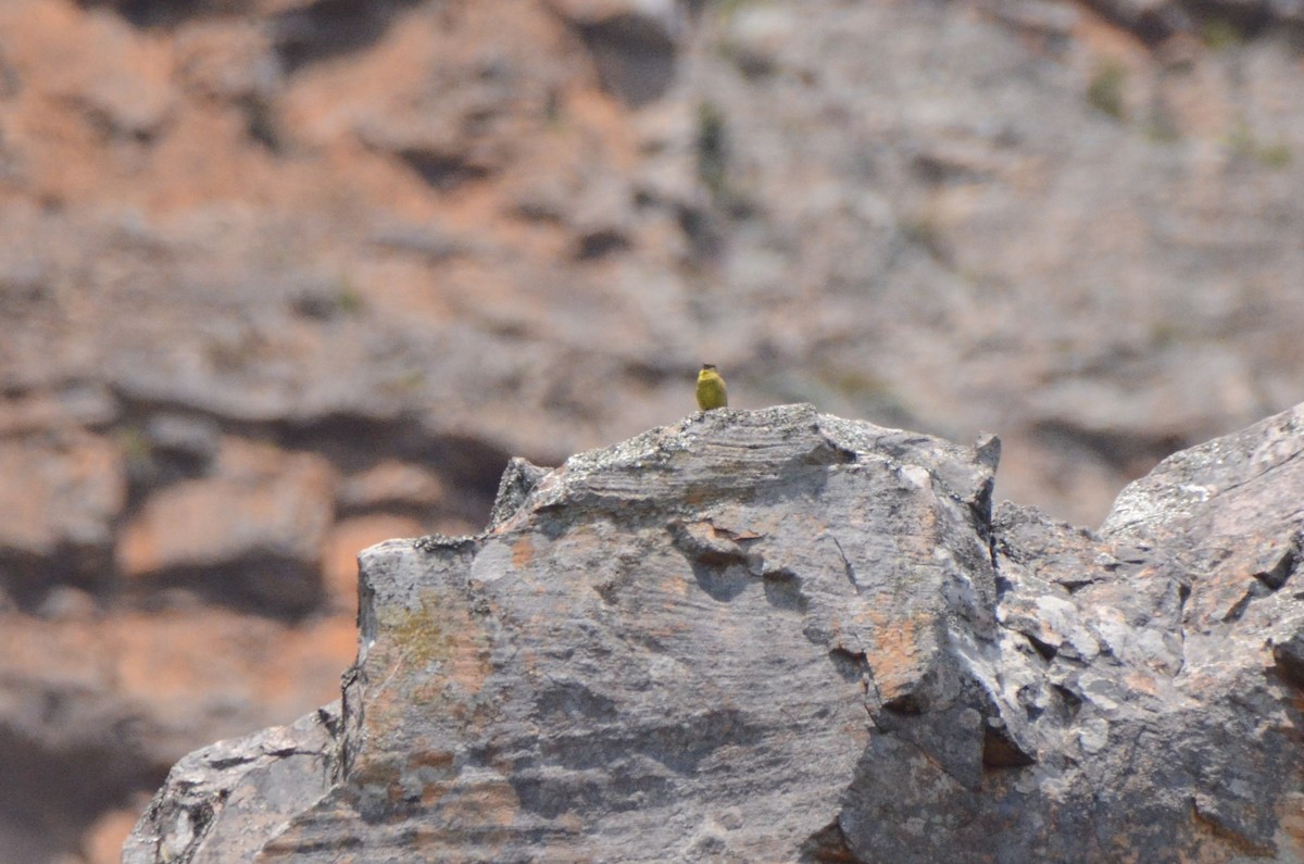 Cape Siskin - ML644851984