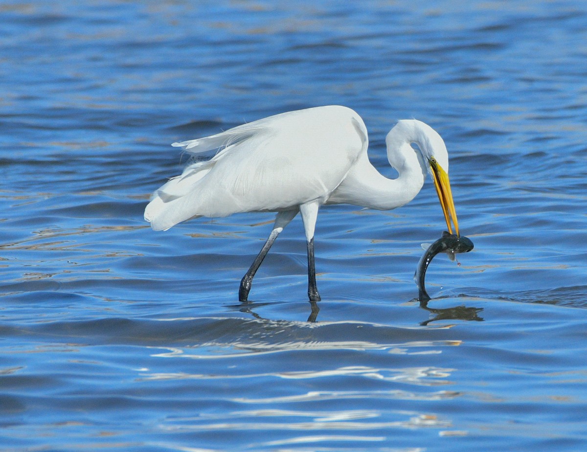 Koartza zuria - ML644851985